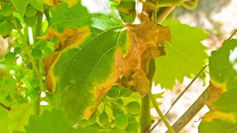 A szőlőkabóca, a csendes gyilkos, aki a szőlőültetvények árnyékában rejtőzködik, miközben láthatatlanul szedi áldozatait. Szelídnek tűnik, de a levelek alatt titokban pusztít, és lassan, de biztosan rágja meg a szőlő álmait. A napfényben csillogó zöld szá