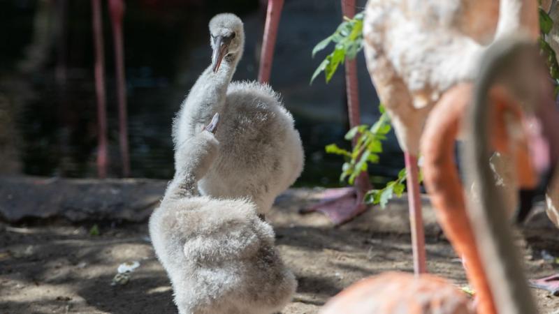 Két bájos flamingófióka varázsol el mindenkit a Veszprémi Állatkertben – ezek a csetlő-botló kis szárnyasok azonnal meghódítják a látogatók szívét! Fedezd fel velünk a galériát és nézd meg a videót, hogy te is részese lehess ennek az édes pillanatnak!