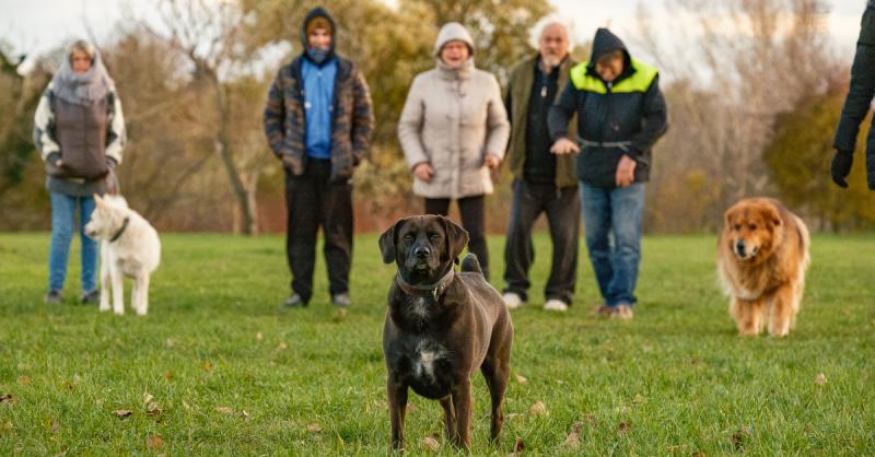 Ezek a helyek, ahol a kutyáitokkal a leggyakrabban kalandoztok.