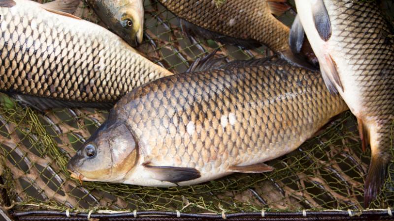Kiemelkedően sikeres évet zárt a magyar haltermelés, ám ennek ellenére a külföldi import továbbra is folyamatosan érkezik az országba - Agrárszektor.