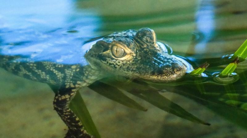 Egy krokodil tette tiszteletét egy ausztrál luxusszálloda medencéjében – a vendégek azonban nem pánikoltak. A különös látványt a helyszínen lévő nyaralók inkább szórakoztatónak találták. – Házipatika